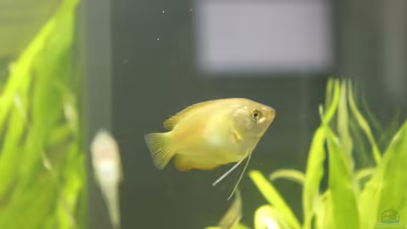 Zwergfadenfisch-Weibchen von ESA_72 (24)