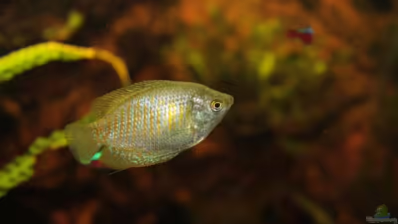 Zwergfadenfisch Weibchen von Marcus Blum (11)