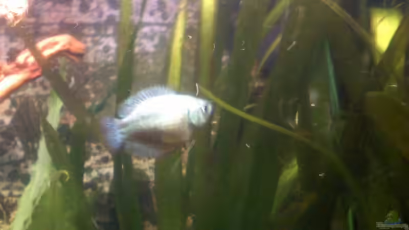 Zwergfadenfisch (Weibchen) von Steffi & Hans (14)