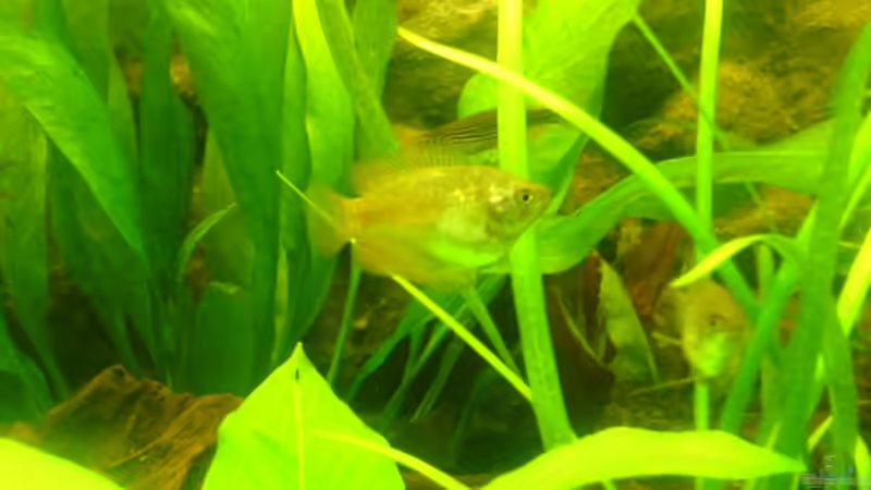 Aquarien mit Zwergfadenfischen (Colisa lalia)