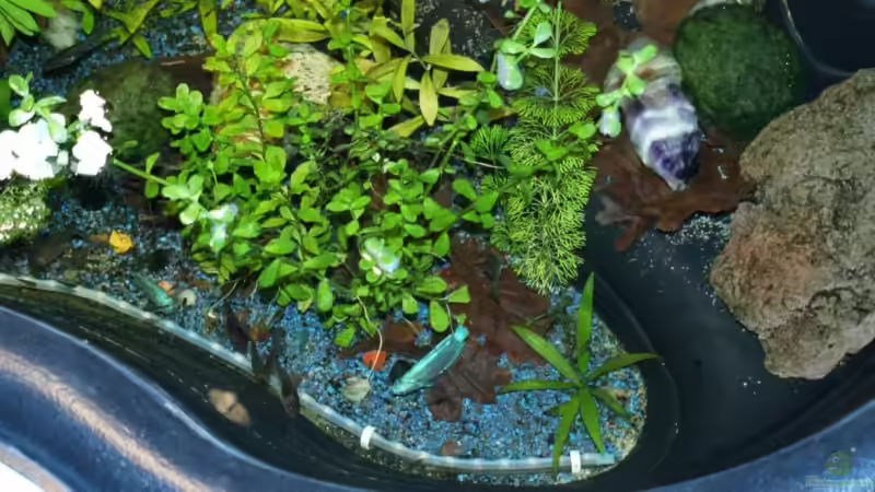 Einrichtungsbeispiele für Metallpanzerwelse (Corydoras aeneus)