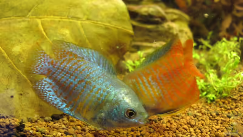 Zwergfadenfische von Locke1992 (34)