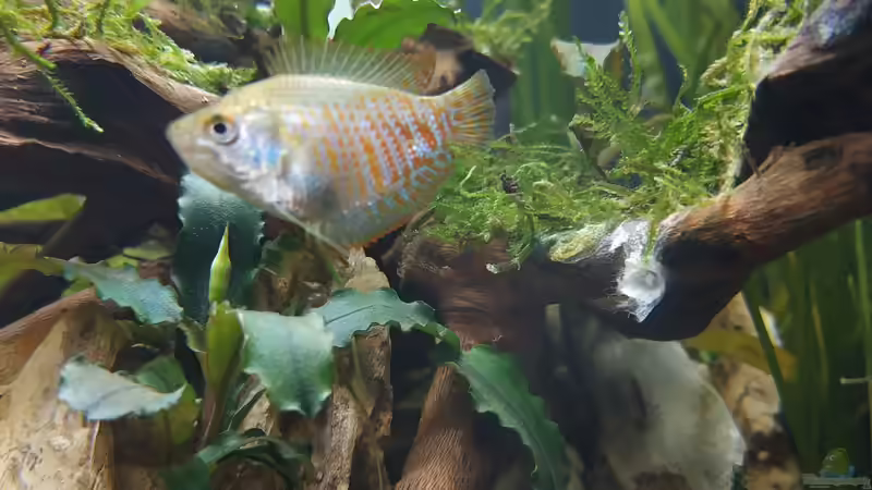 Zwergfadenfische von Wall-E (21)