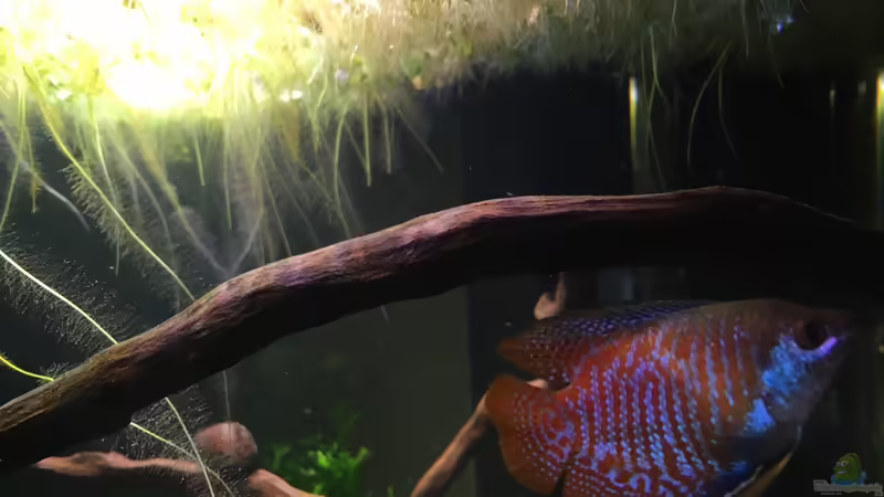 Zwergfadenfischmännchen  von Ottche (44)