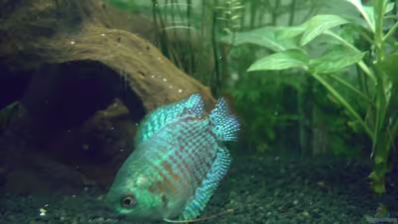 Zwergfadenfischmännchen von Bettina Meyer (4)