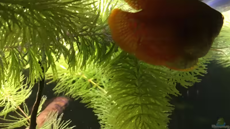 Zwergfadenfischmännchen von Ottche (47)