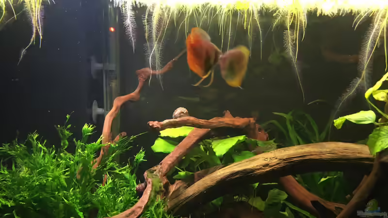 Zwergfadenfischpaar  von Ottche (41)