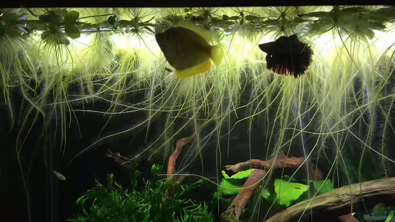 Einrichtungsbeispiele für Fadenfische