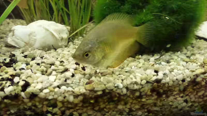 Zwergfadenfischweibchen von Jessi & Daniel (21)