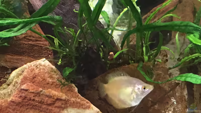 Aquarien mit Zwergfadenfischen (Colisa lalia)