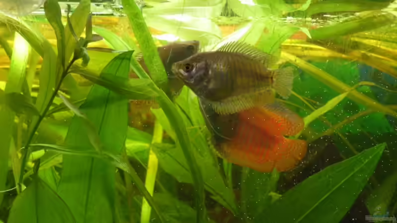 Fütterung mit Artemia Salina (Artemien als Zierfischfutter)