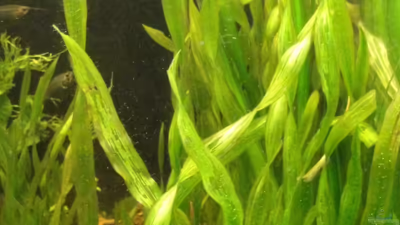 ZwergFaFidame in den Valisnerien von Pam (13)