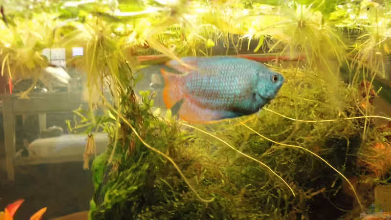 Aquarien mit Schwimmpflanzen