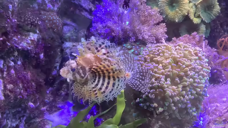 Zwergfeuerfisch  von Diver (15)