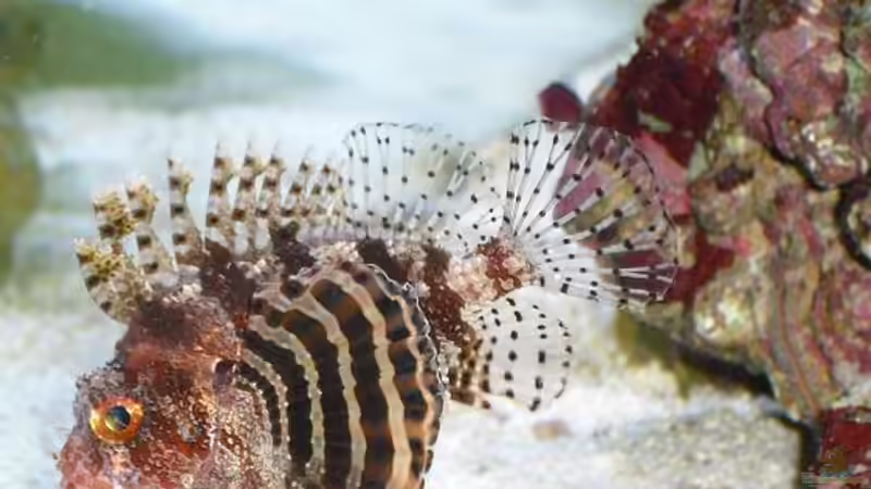 Zwergfeuerfisch (Dr. BOB) von Alper Alihsan (19)