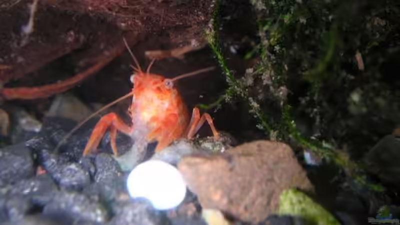 Zwergflusskrebs von Christina Geßner (5)