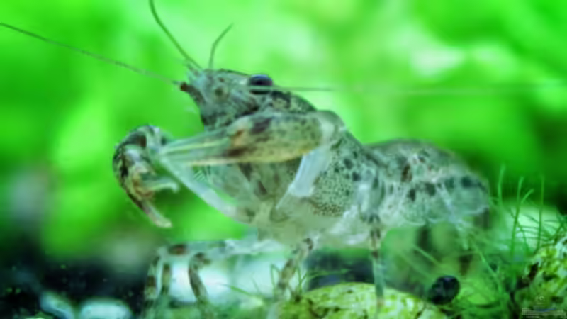 Zwergflusskrebs von H4rdei (12)