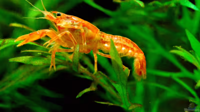 Zwergflusskrebs von HorstJansen (5)