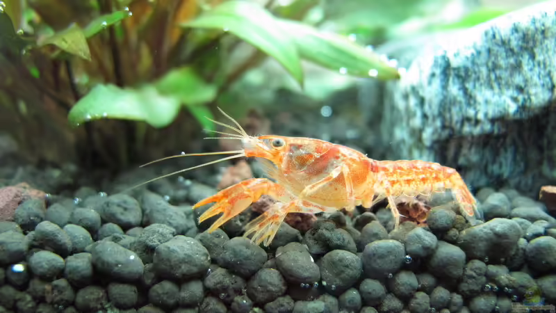 Zwergflusskrebs von Sarah (48)