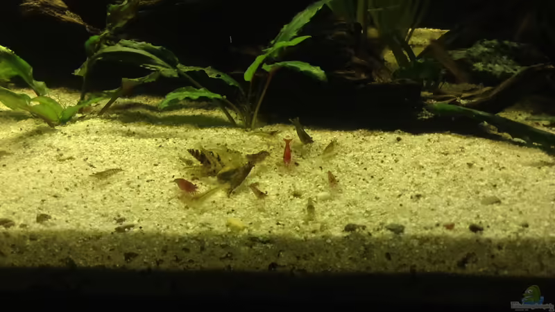 Zwerggarnelen  von Simon W (10)