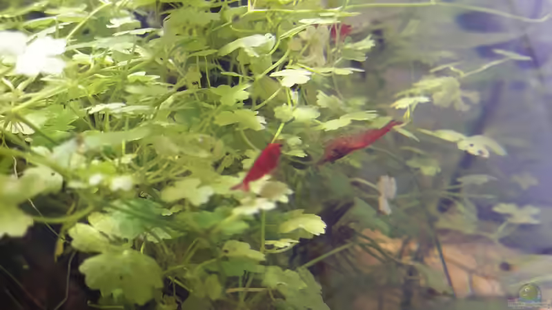 Zwerggarnelen bei ihrer Lieblingsbeschäftigung von Glücksscherbe (11)