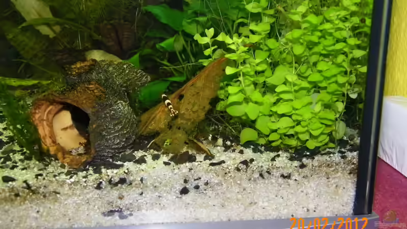 Zwerggarnelen von Bienchen1976 (5)