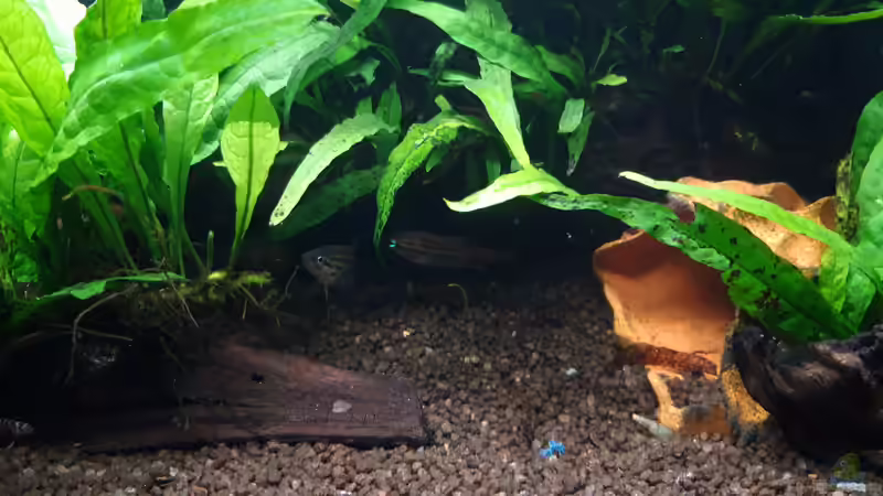 Zwerggurami_20211021 von Mich (6)