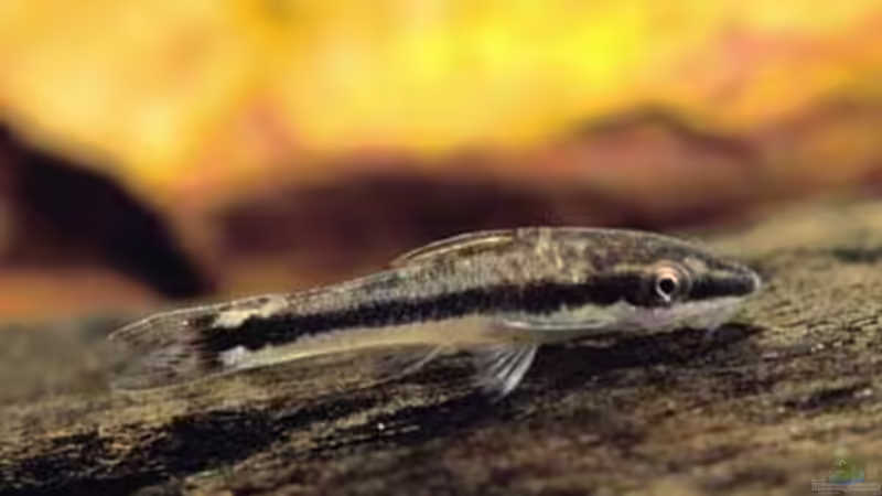 Zwergharnischwels von Jannik Fromm (4)