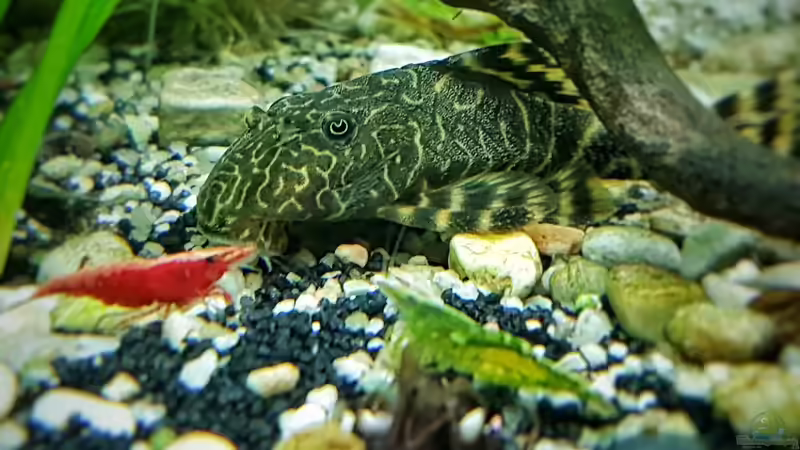 Aquarien für Peckoltia pulcher (Zwergharnischwels, L-103)