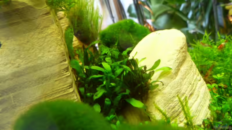 Zwergjavafarn von tanja4 (10)