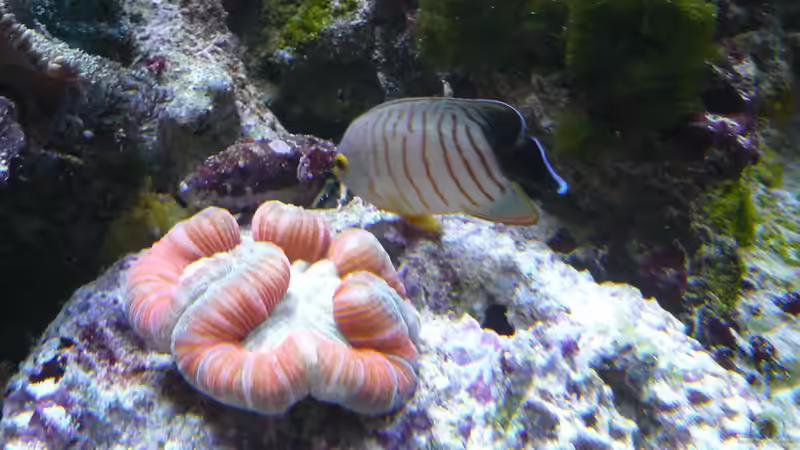 Zwergkaiser und Trachyphyllia von Truthahnmann (80)