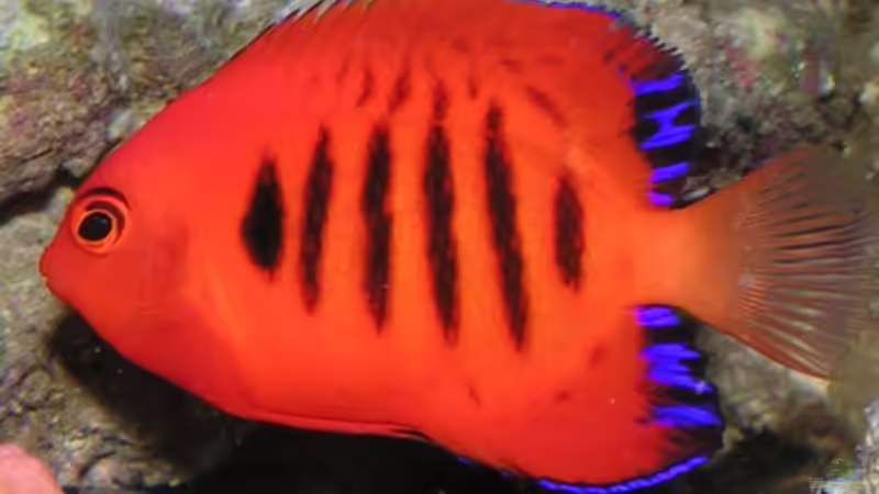 Zwergkaiserfische im Meerwasseraquarium: Alles, was du wissen musst