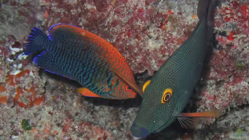 Zwergkaiserfische im Meerwasseraquarium: Alles, was du wissen musst