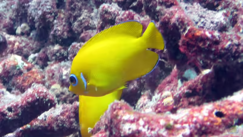 Zwergkaiserfische im Meerwasseraquarium: Alles, was du wissen musst