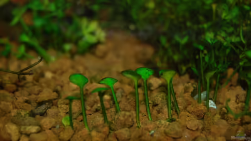 Zwergkleeblatt von Sven Seibert (3)