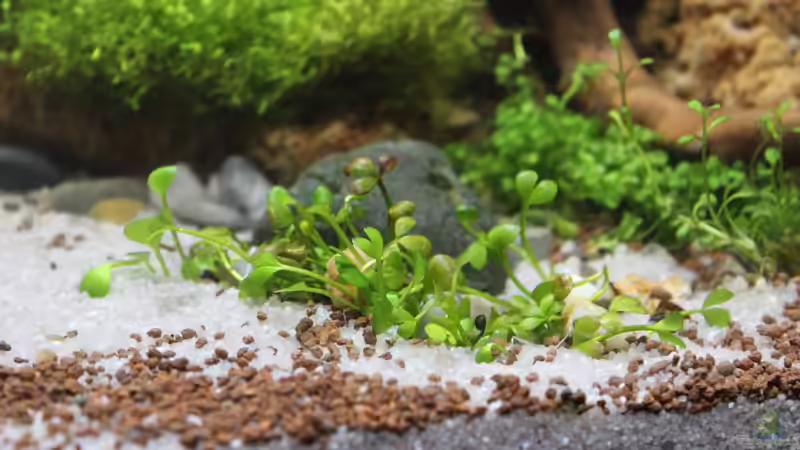 Zwergkleefarn 02.02.2015 von SouthAmerica (32)