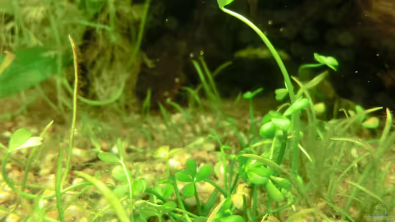 Zwergkleefarn von . (25)