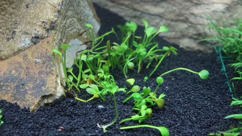 Zwergkleefarn von SouthAmerica (16)