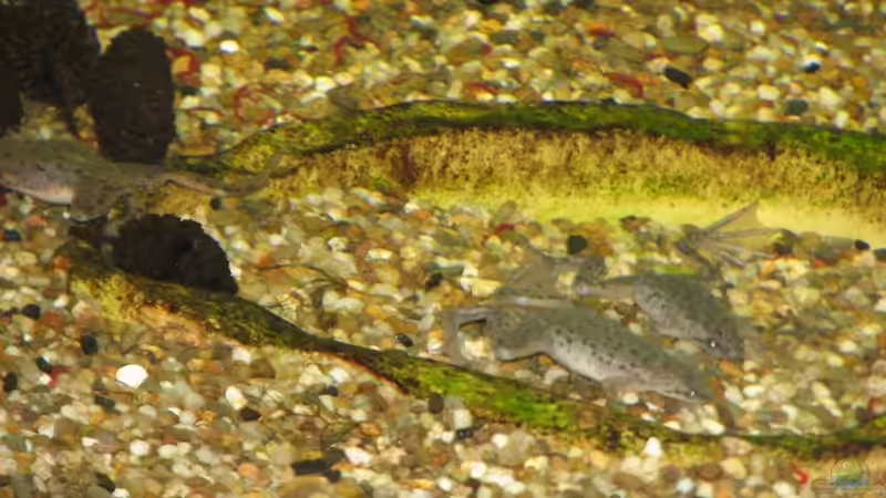 Zwergkrallenfrösche von Oktopus (17)