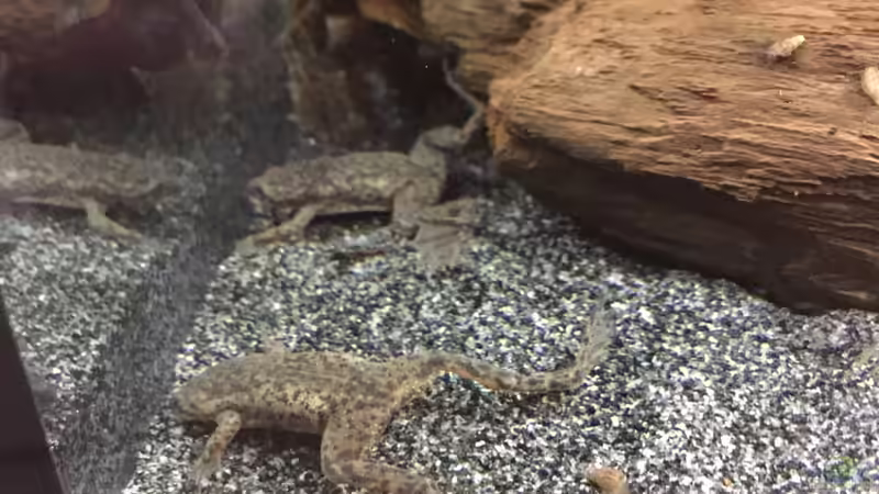 Zwergkrallenfrosch - Hymenochirus boettgeri (Einrichtungsbeispiele mit Böttgers Zwergkrallenfrosch)