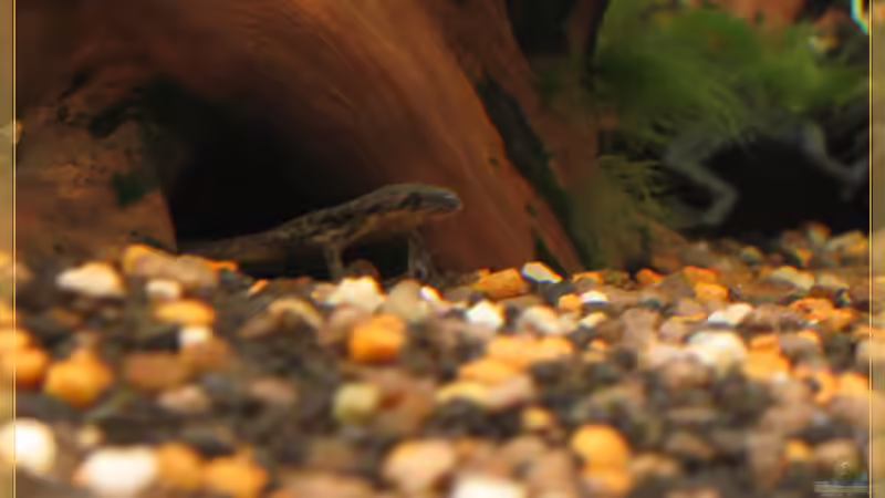 Zwergkrallenfrosch (altes Bild) von tomtirol (14)