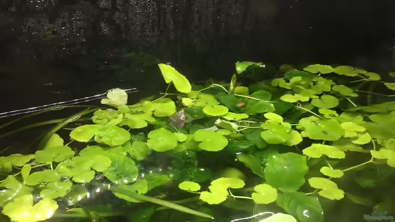 Zwergkrallenfrosch beim Luftholen von Danny (35)