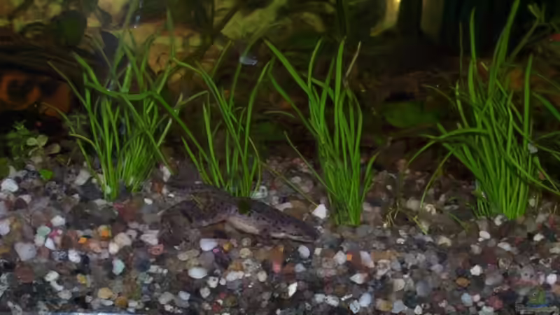 Zwergkrallenfrosch von Annett F. (11)