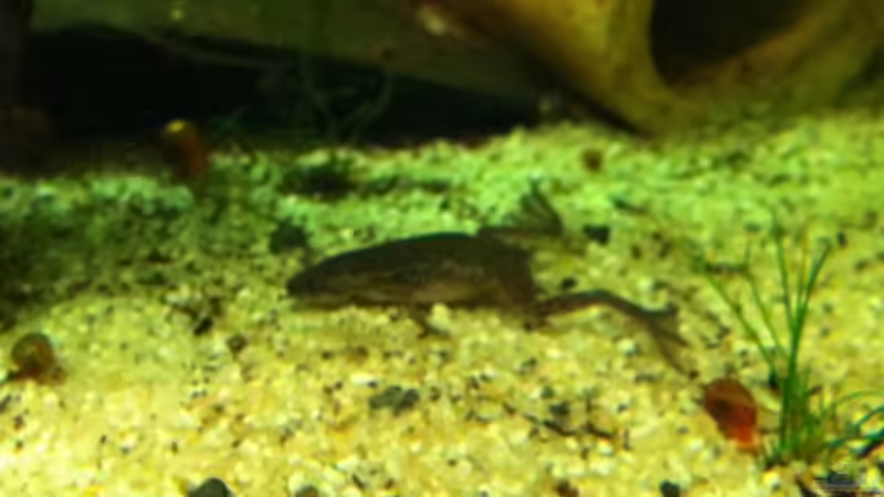 Zwergkrallenfrosch von Daniel B (21)