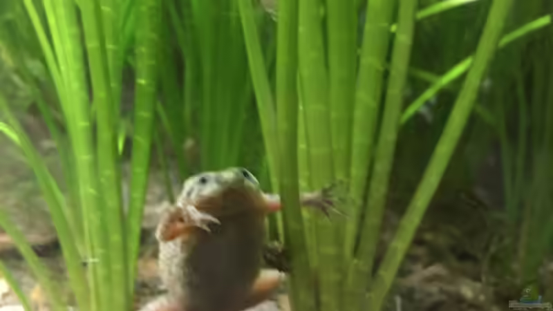 Zwergkrallenfrosch von Danny (25)