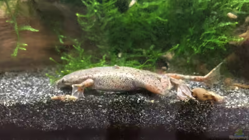 Zwergkrallenfrosch von Danny (26)