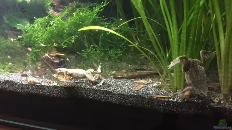 Zwergkrallenfrosch von Danny (27)