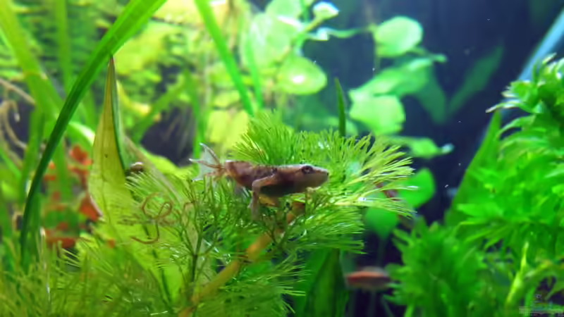 Zwergkrallenfrosch von Stefan Peter (35)