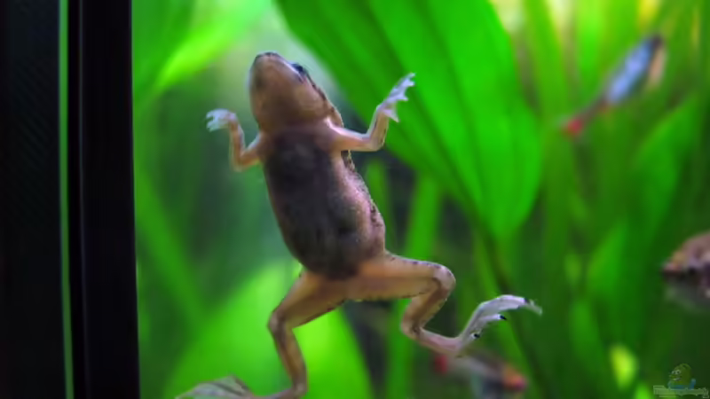 Zwergkrallenfrosch - Hymenochirus boettgeri (Einrichtungsbeispiele mit Böttgers Zwergkrallenfrosch)