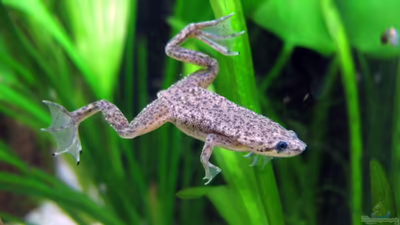 Zwergkrallenfrosch - Hymenochirus boettgeri (Einrichtungsbeispiele mit Böttgers Zwergkrallenfrosch)